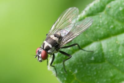 pestcontrolpros image