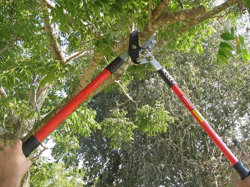 What are Loppers Used for?