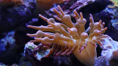 theaquariumblog image