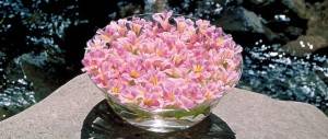 زهور ادوارد باخ