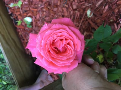 How Spiritual Counseling can help you today