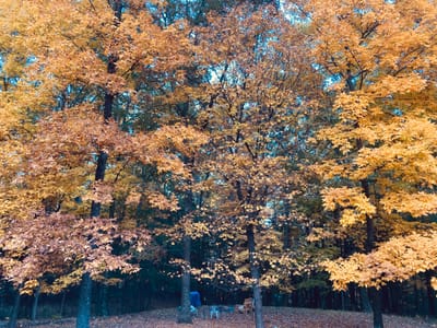 Autumnal Transitions