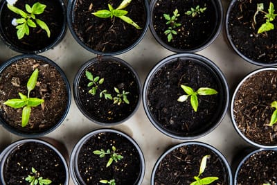 thegardeningblog image