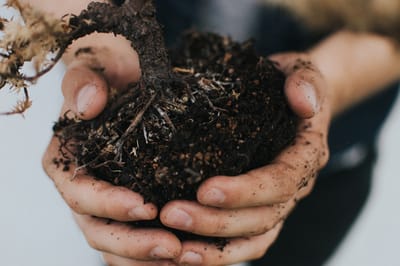 bestgardeningtips image
