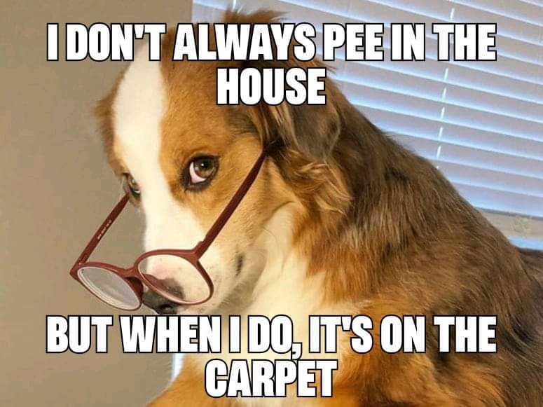 PET STAINS AND ODORS