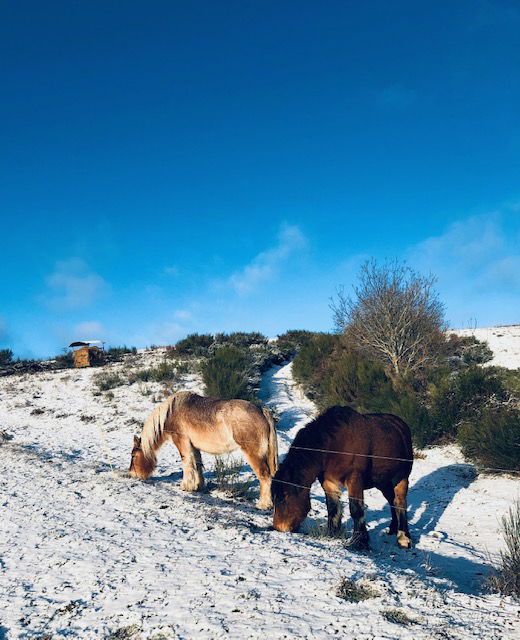 Gitane et Fleurette sous la neige de décembre