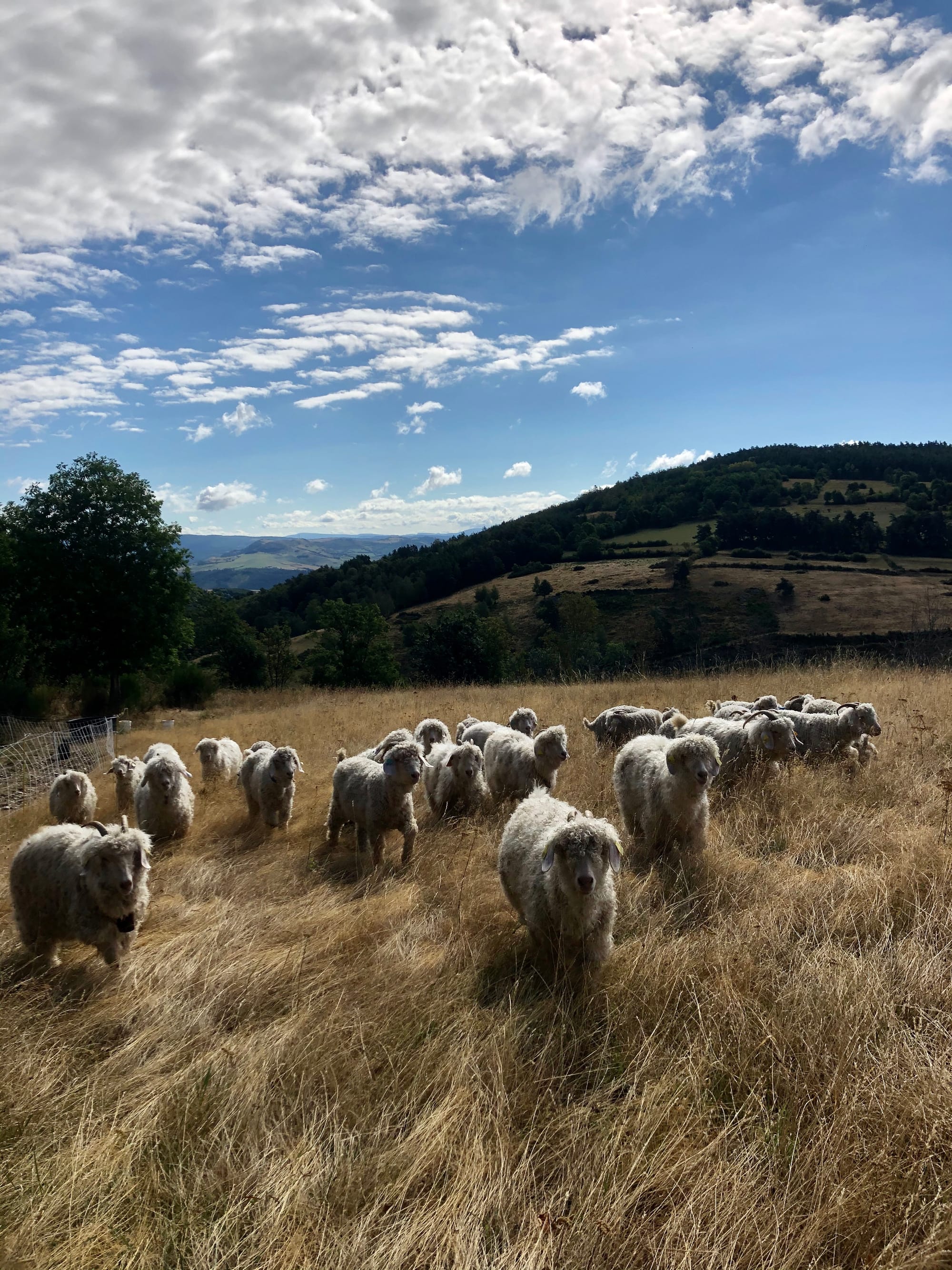 les chevres angoras en aout 2020