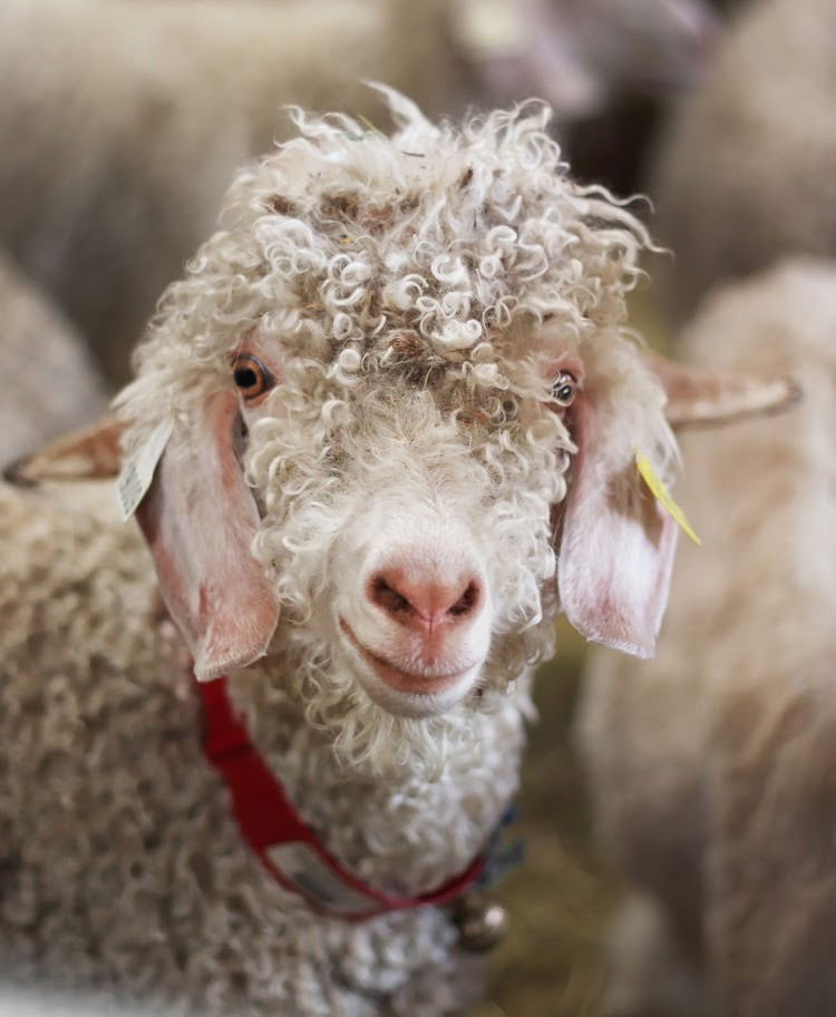 Gaston, notre joli bouc