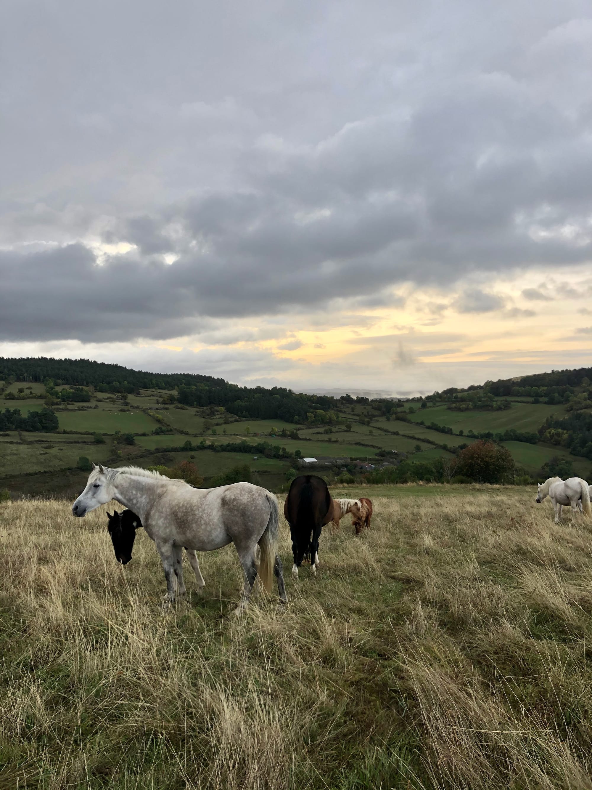 Nous accueillons aussi vos chevaux en pension