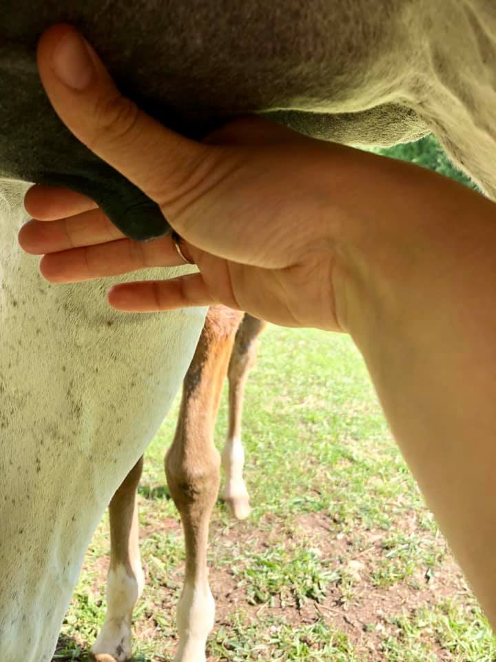 Le Lait de Jument
