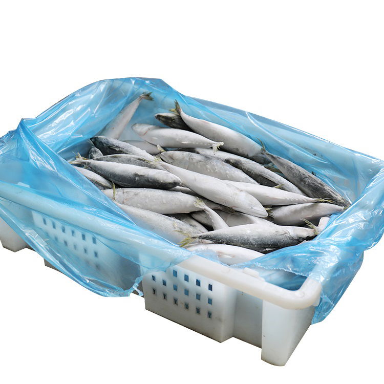 Frozen Mackerel Sea Fish