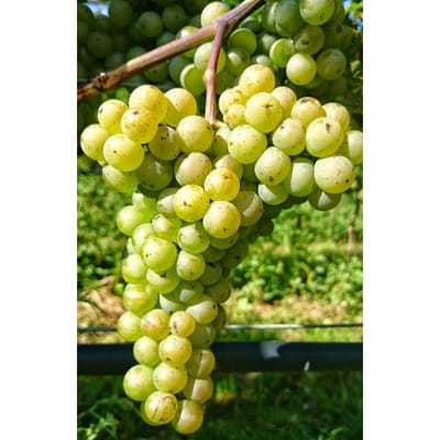 BRONNER IGT  Cembra Cantina di Montagna