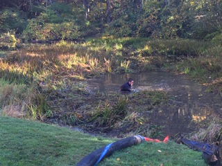 Pond Dredging