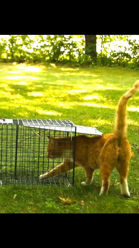 The Twice Killed Cat