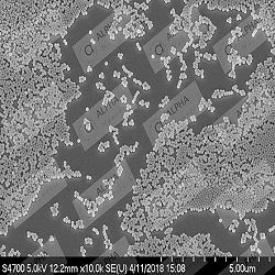 Non-Functionalized Silica Nanoparticles 1μm Come in Affordable Price Now!