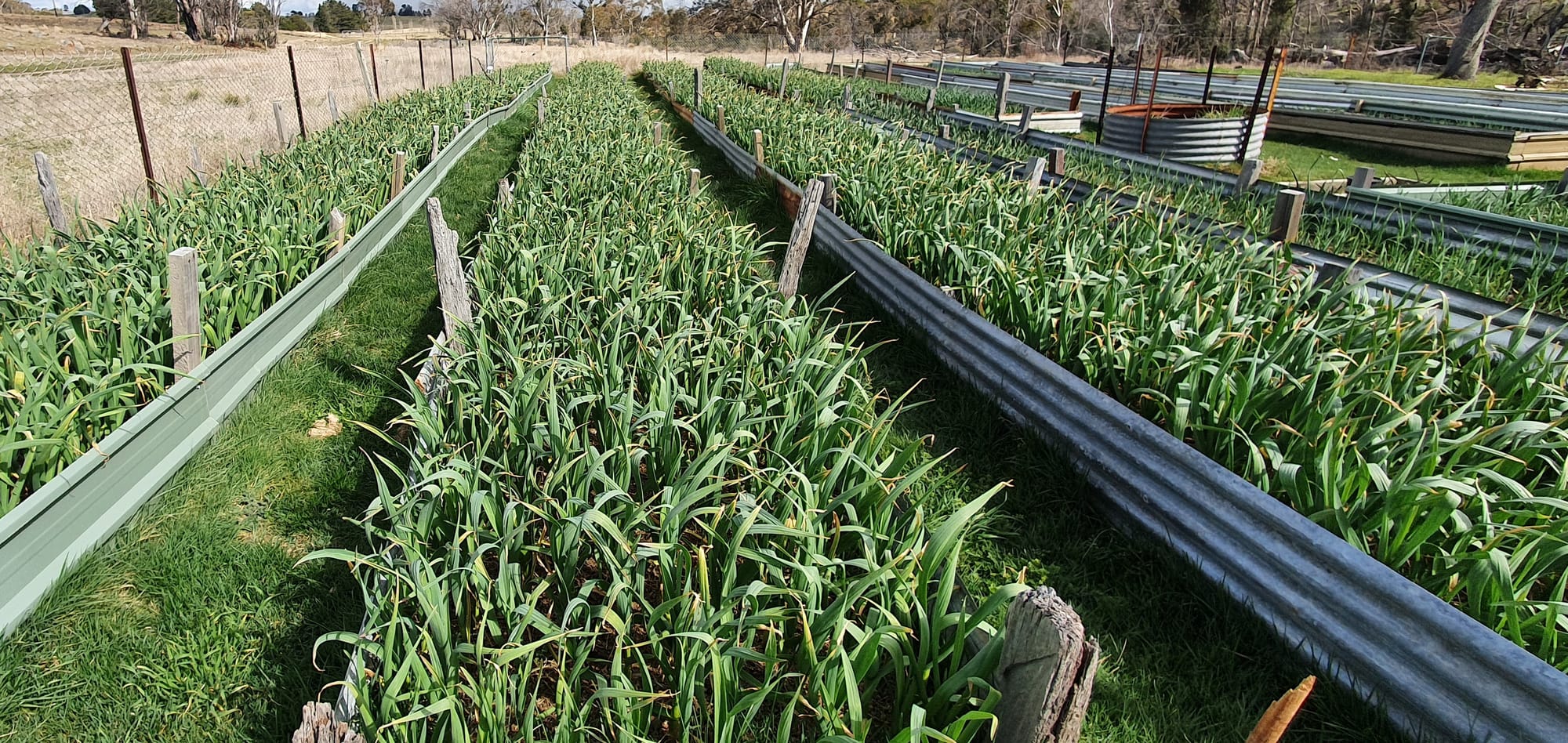 Raised Garden Beds - Growing Organic Garlic