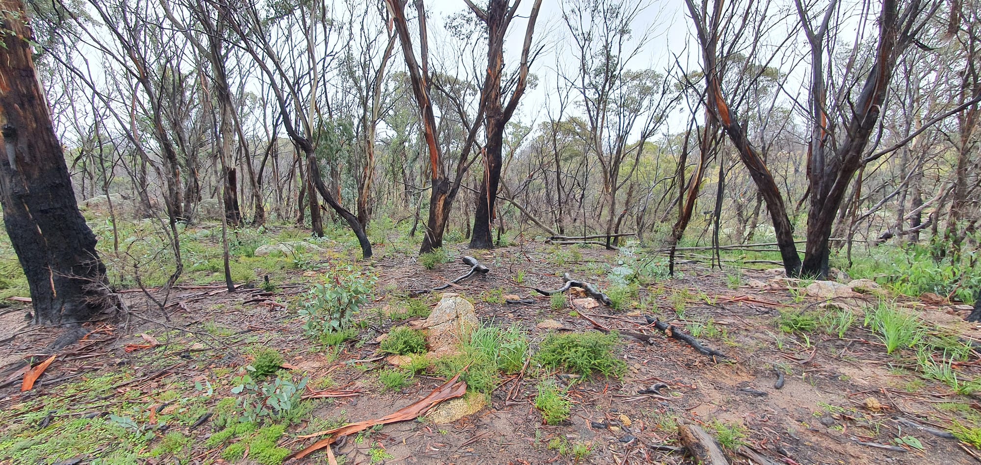 Regeneration after Bushfires