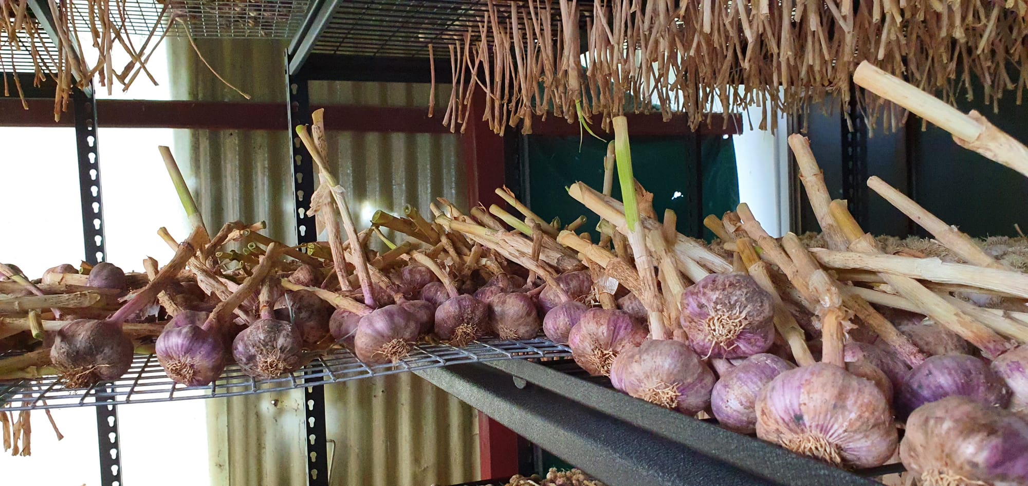 Our Garlic Curing Station