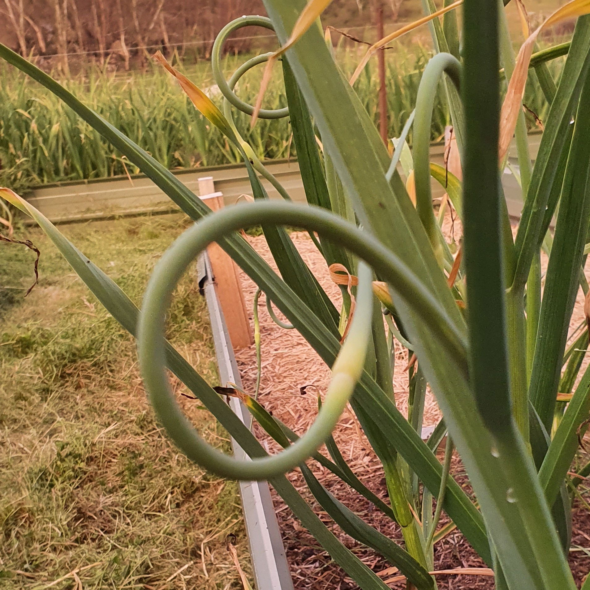 Garlic Scapes