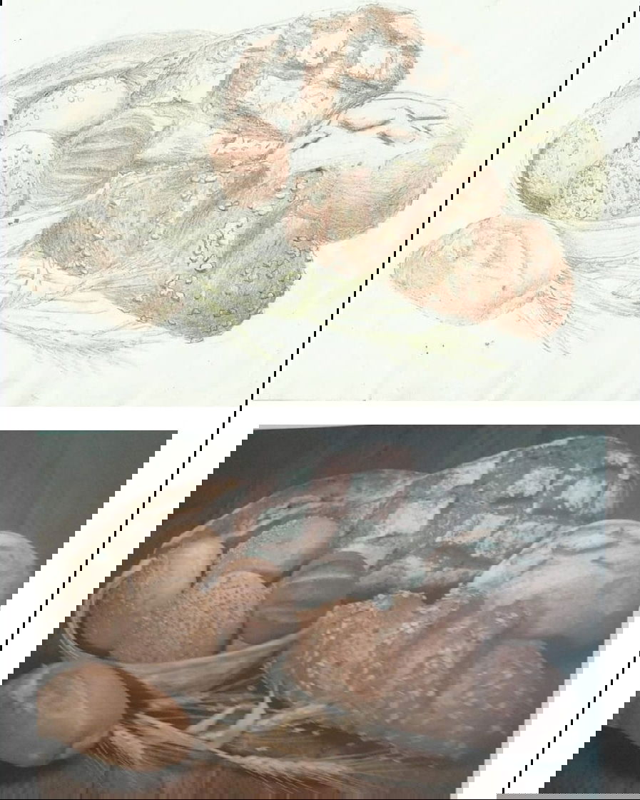 Clases particulares de dibujo