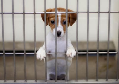 Necessity Of Puppies Coupons Miami