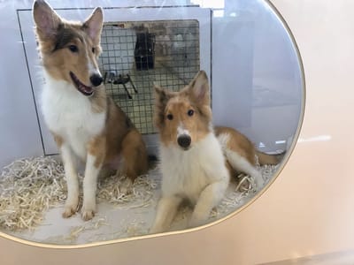 4 Significant Benefits of Puppies for Sale in Kendall