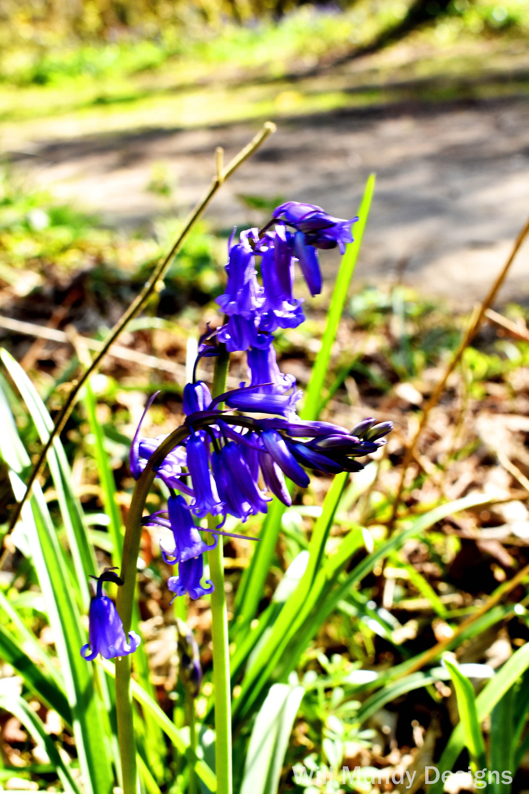 Bluebells at Cowleaze Woods