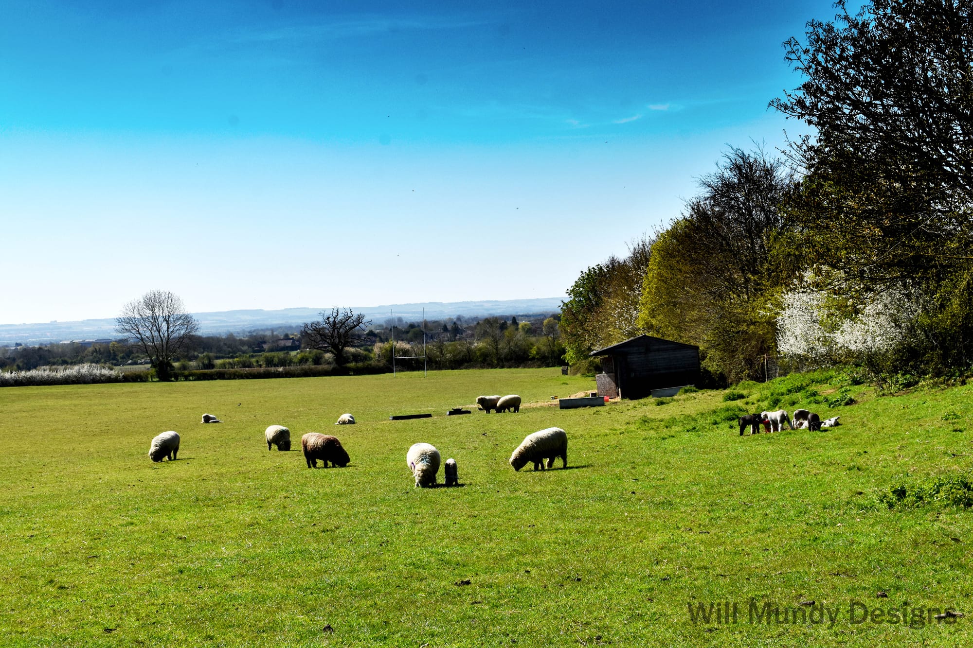 Sheep grazing at Boars Hill