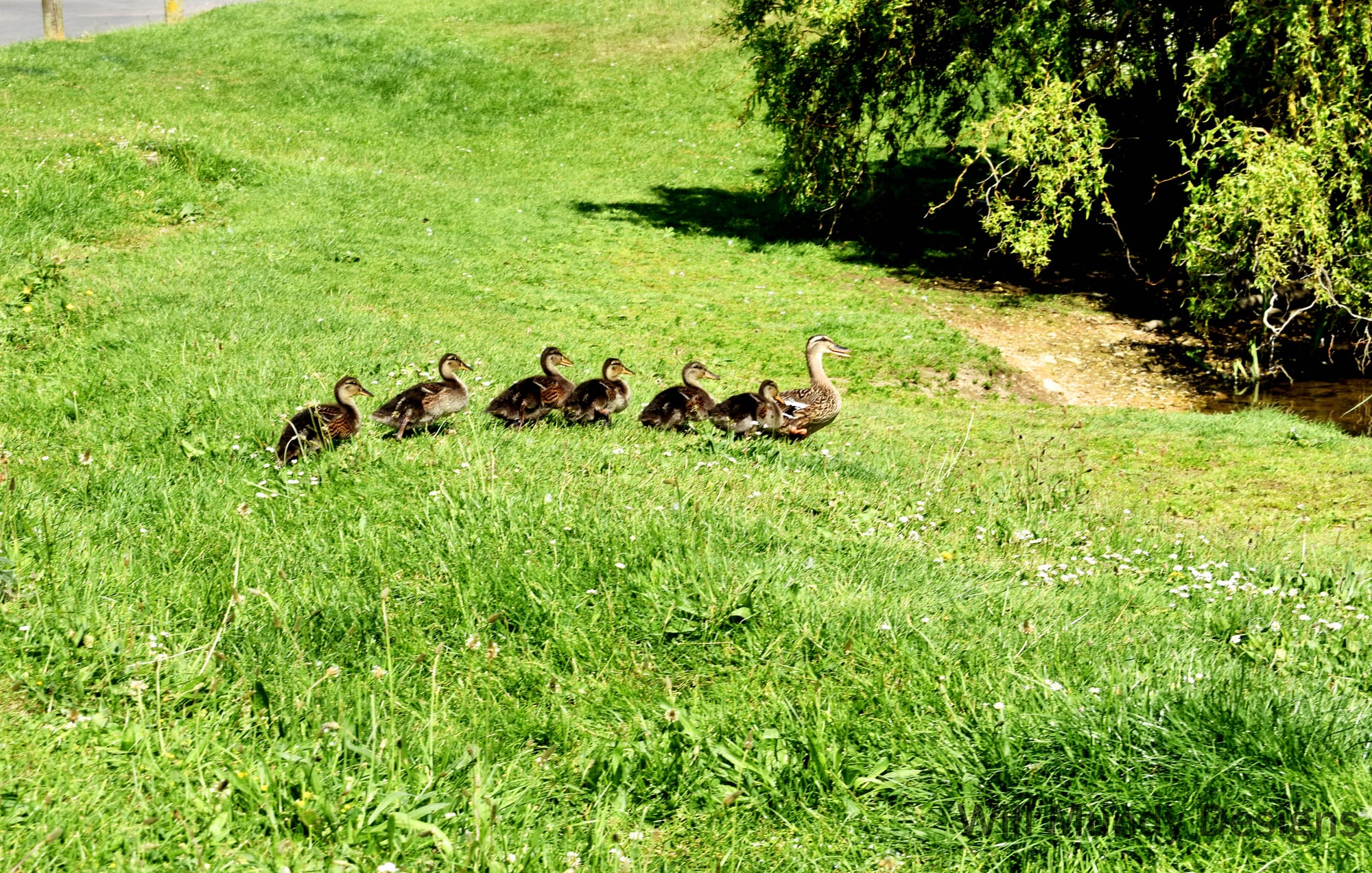 Ducks at Ducklington
