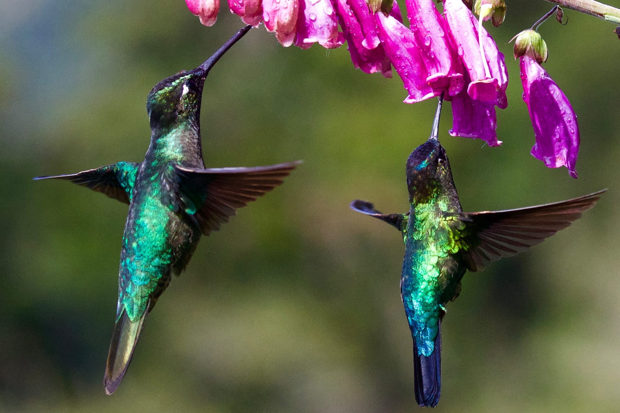 Feeding Hummingbirds