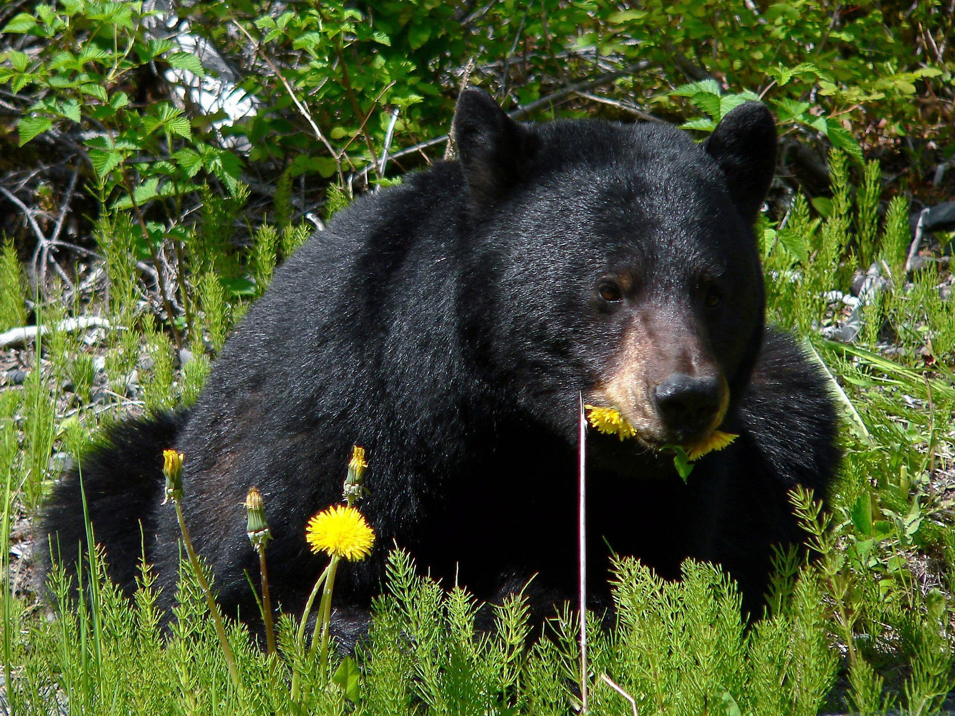 Living with Black Bear in the Area