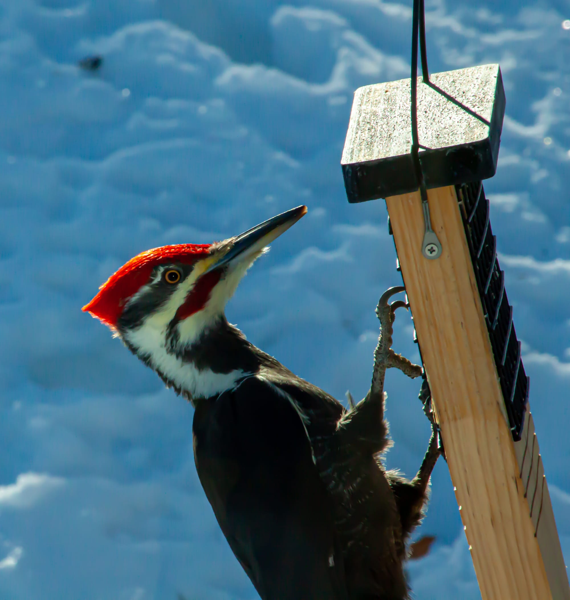 Pileated woodpecker on suet feeder