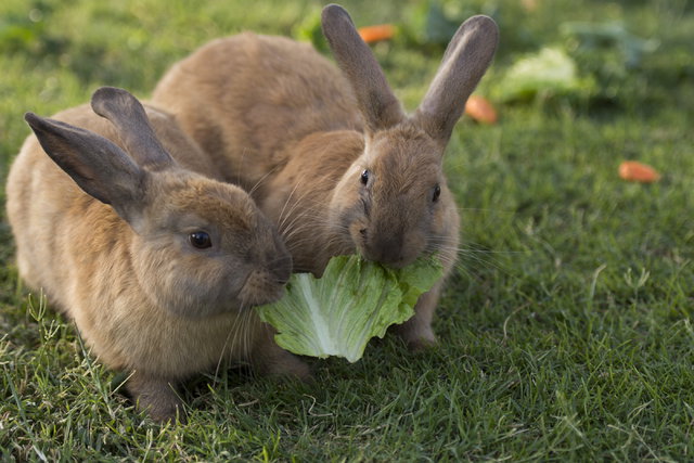 Taman Kelinci (Rabbit's Park)