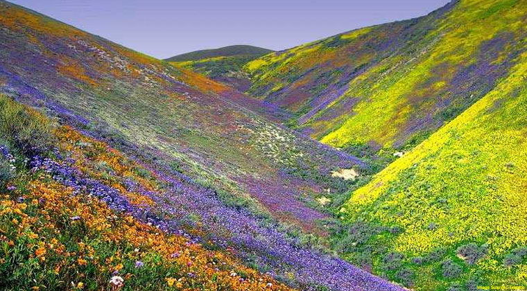 Valley of Flowers Trek