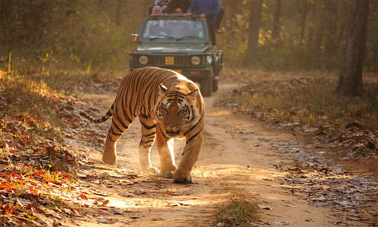 Orissa wildlife tour