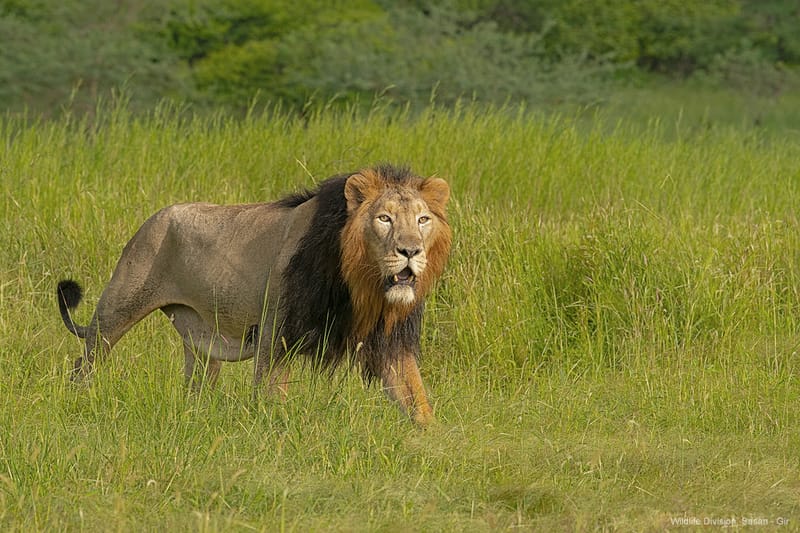 West India Lion Safari