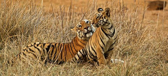 Maharashtra Wildlife Tour