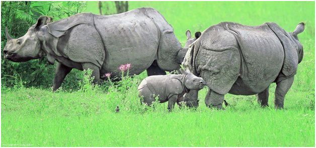 Meghalaya with Kaziranga