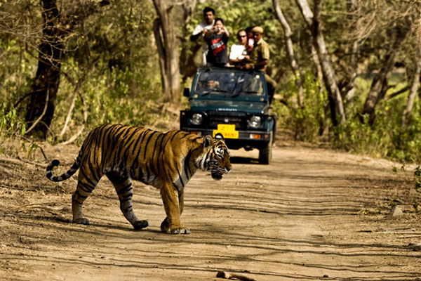 Wildlife Tour Packages