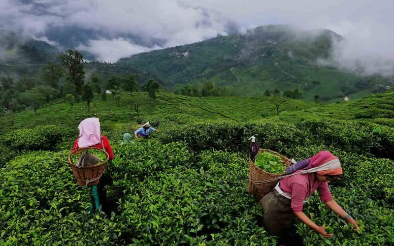 Tea Tourism Packages