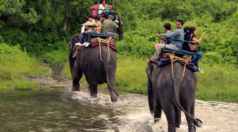 Elephant Safari Tour Packages