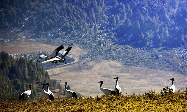 BIRDING IN BHUTAN