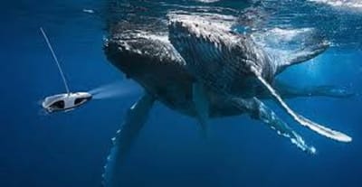 Underwater Drones  Gold Coast