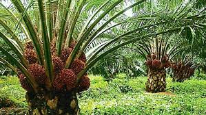 Palm Plantation Farming Investment