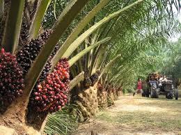 Palm Plantation Farming