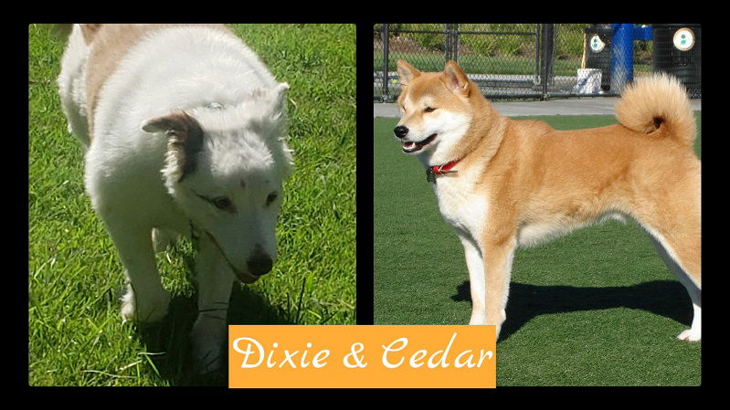 Dixie & Cedar