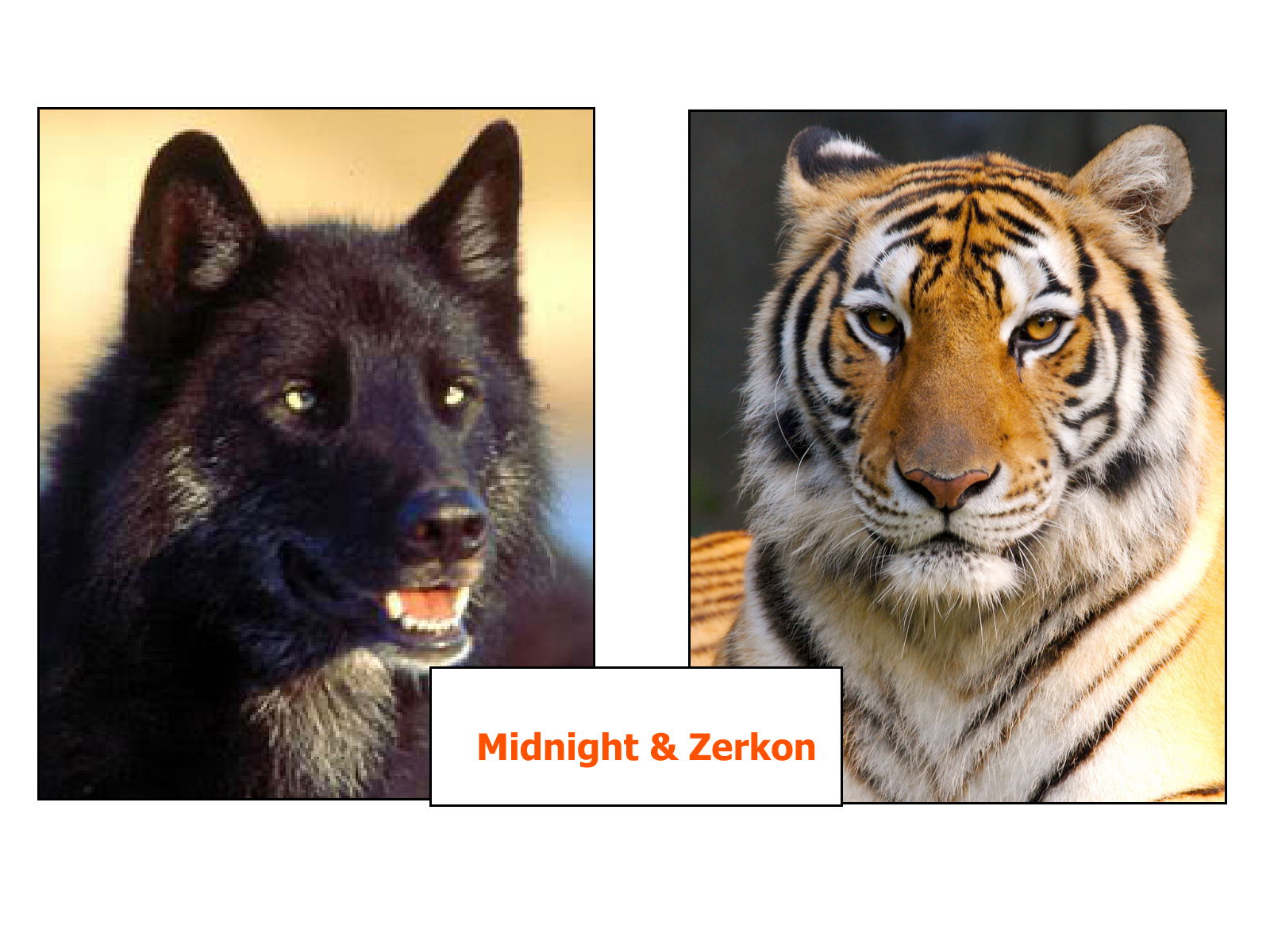 Midnight & Zerkon