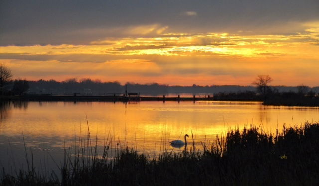 Swan at sunrise