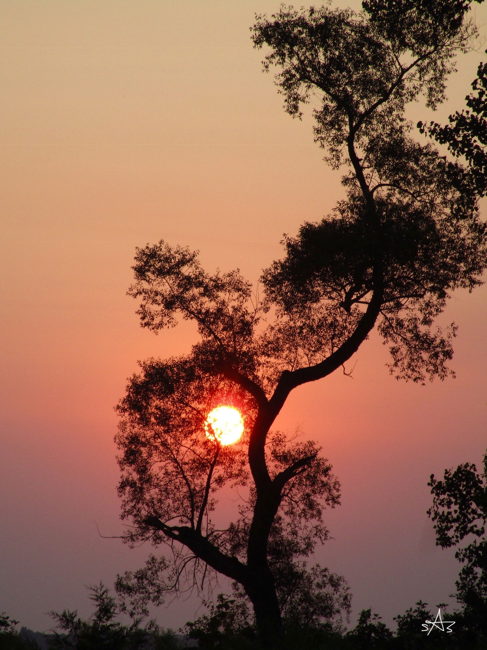 Sun and tree