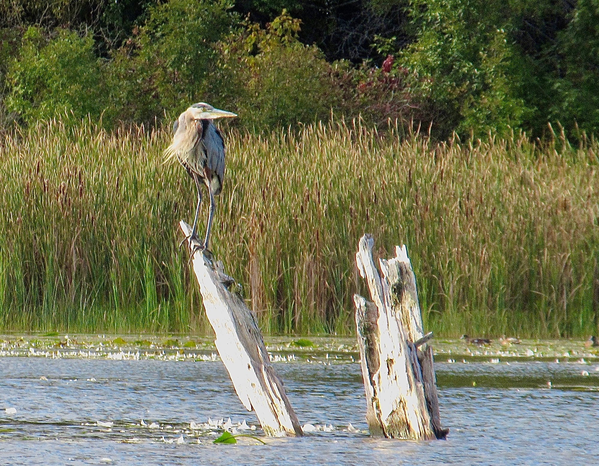 Watchful heron